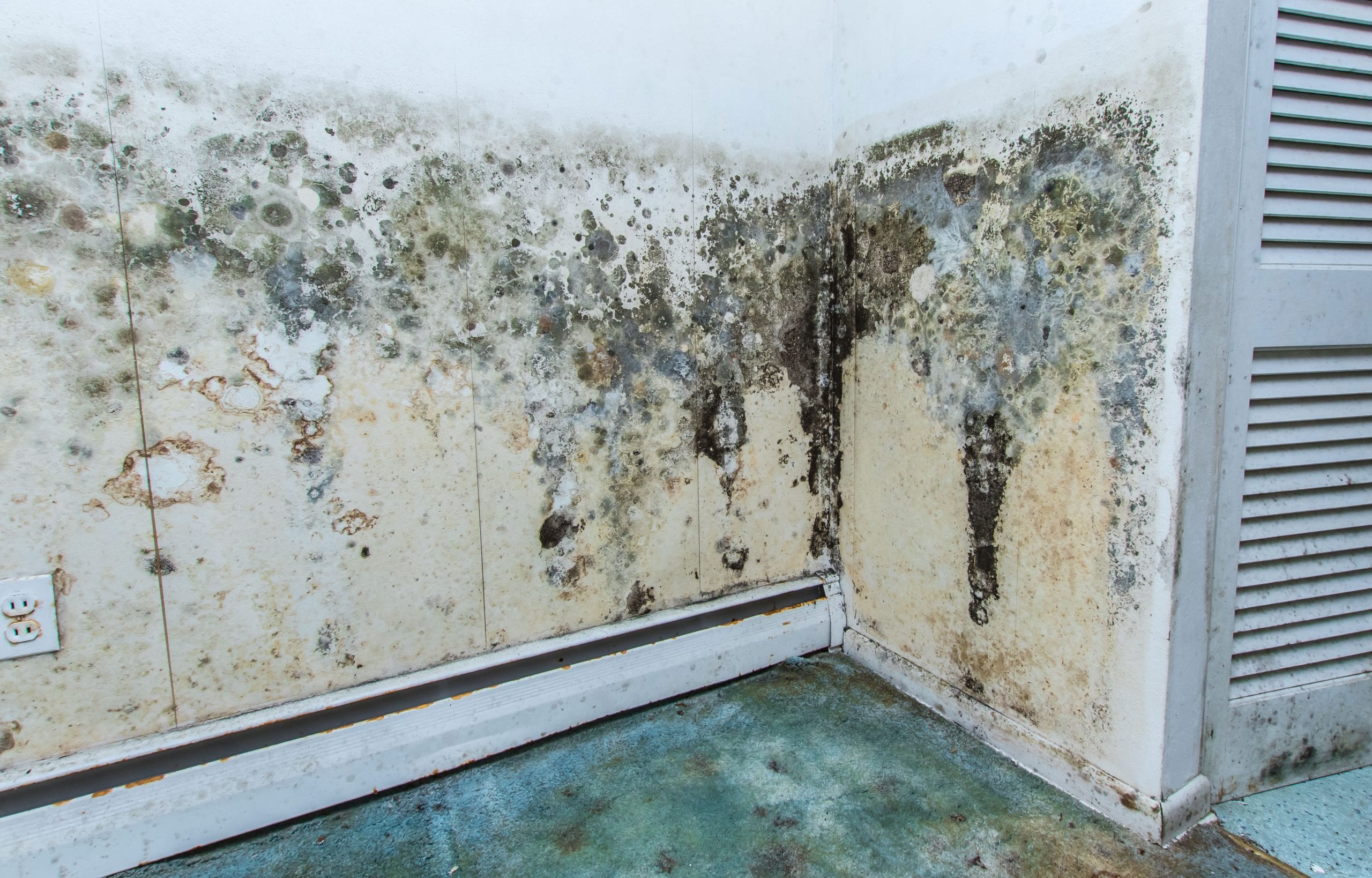 residential mold removal experts in Porterville